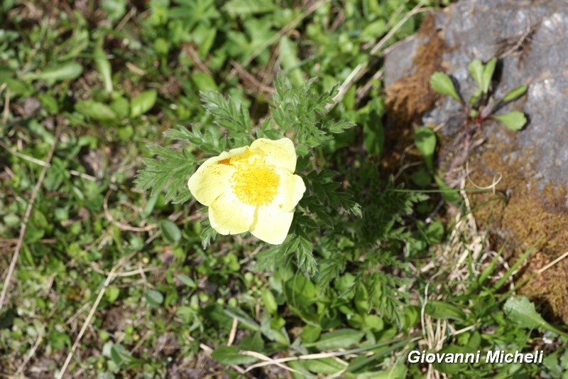 Pulsatilla alpina subsp. apiifolia